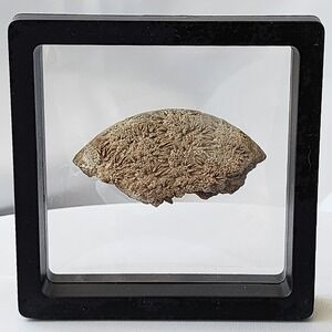 Late Cretaceous Period Coral Fossil Specimen Display ultra‎ detail Rare North MS
